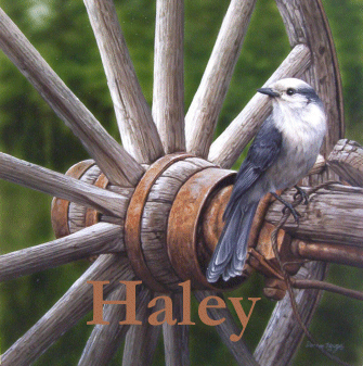Darren Haley